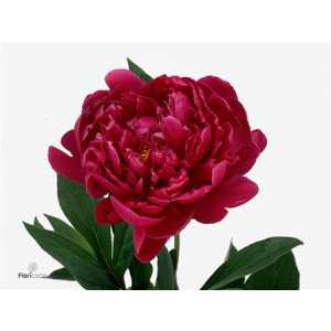 Paeonia Louis Van Houtte