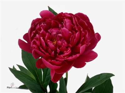 Paeonia Louis Van Houtte