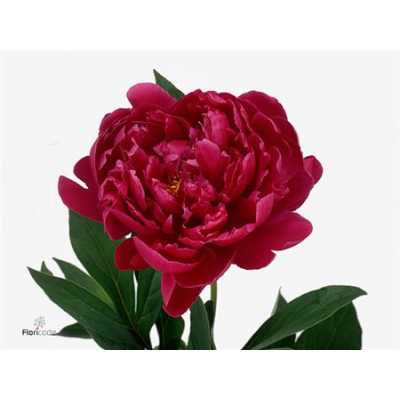 Paeonia Louis Van Houtte