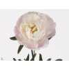 Paeonia Miss America