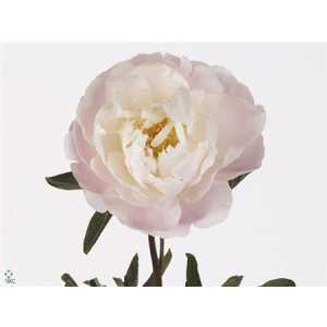 Paeonia Miss America