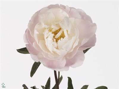 Paeonia Miss America