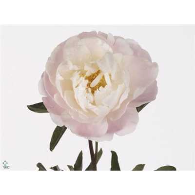 Paeonia Miss America