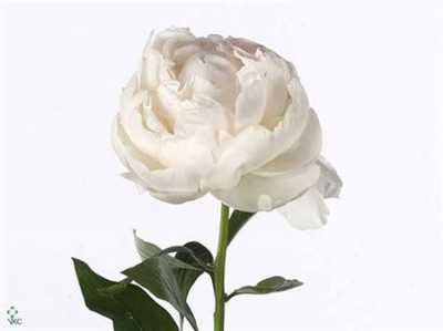 Paeonia Mme Claude Tain