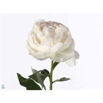 Paeonia Mme Claude Tain