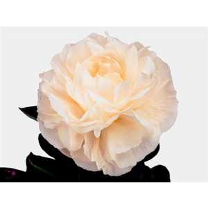 Paeonia Mothers Choice