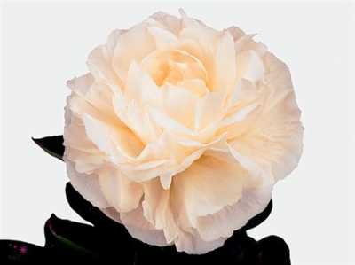 Paeonia Mothers Choice