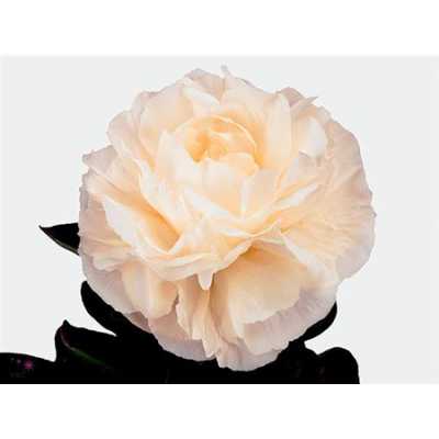 Paeonia Mothers Choice