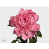 Paeonia Mr Jules Elie Ex