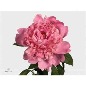 Paeonia Mr Jules Elie Ex
