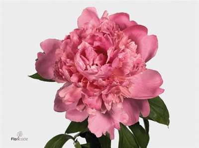 Paeonia Mr Jules Elie Ex