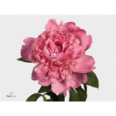 Paeonia Mr Jules Elie Ex