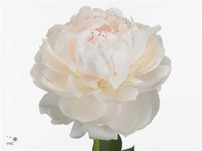 Paeonia Odile
