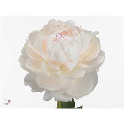Paeonia Odile
