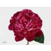 Paeonia Red Bernhardt