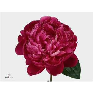 Paeonia Red Bernhardt