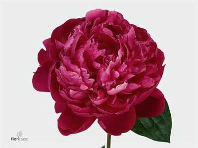 Paeonia Red Bernhardt