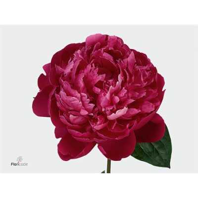 Paeonia Red Bernhardt