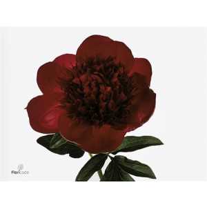 Paeonia Red Charm