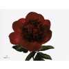 Paeonia Red Charm Ex