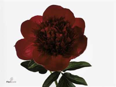 Paeonia Red Charm Ex