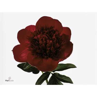 Paeonia Red Charm Ex