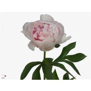 Paeonia Reine Hortens