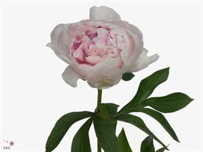 Paeonia Reine Hortens