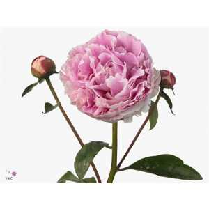 Paeonia Sarah Bernhardt Ex