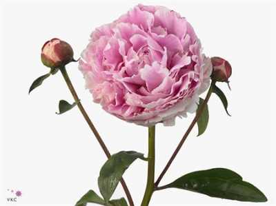 Paeonia Sarah Bernhardt Ex