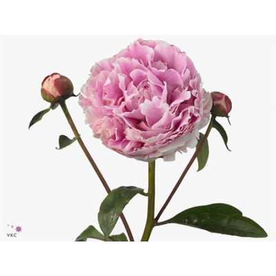 Paeonia Sarah Bernhardt Ex