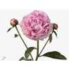 Paeonia Sarah Bernhardt Import