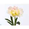 Paeonia Top Brass