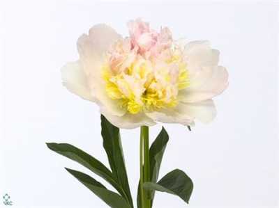 Paeonia Top Brass