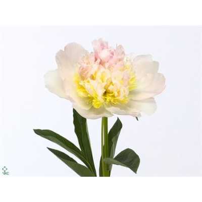 Paeonia Top Brass