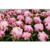 Paeonia Ussiknow