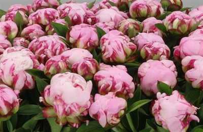 Paeonia Ussiknow