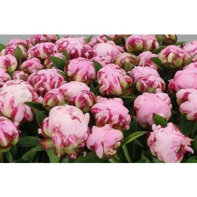Paeonia Ussiknow