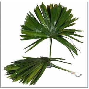 Palmblad Raphis