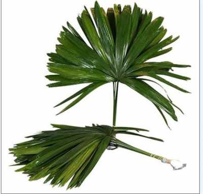 Palmblad Raphis