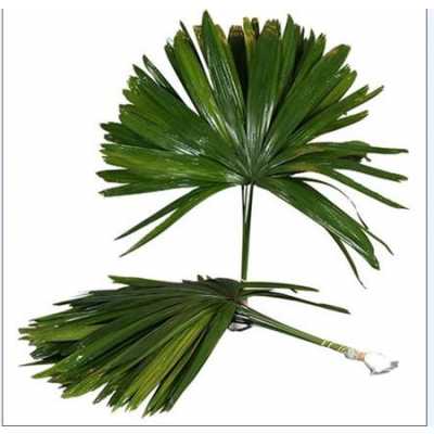 Palmblad Raphis
