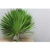 Palmblad X15