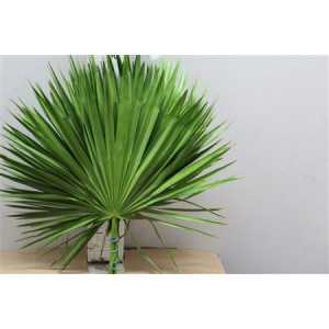 Palmblad X15