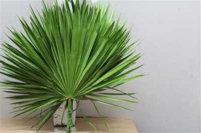 Palmblad X15