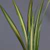 Pandanus