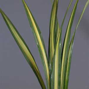 Pandanus