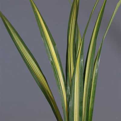 Pandanus