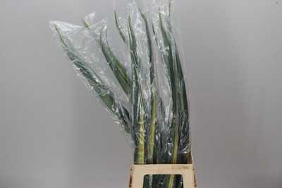 Pandanus Sanderi Variegatum