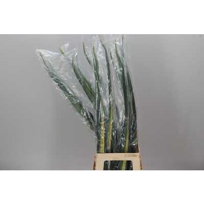 Pandanus Sanderi Variegatum