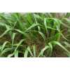 Panicum Firework